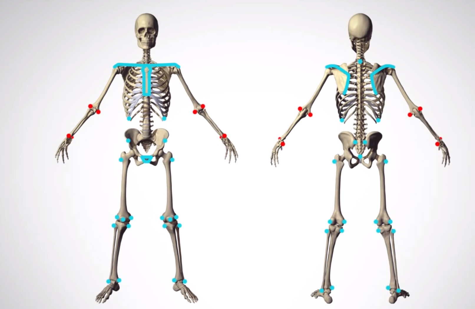 Scheletro (anatomia umana) - Wikipedia