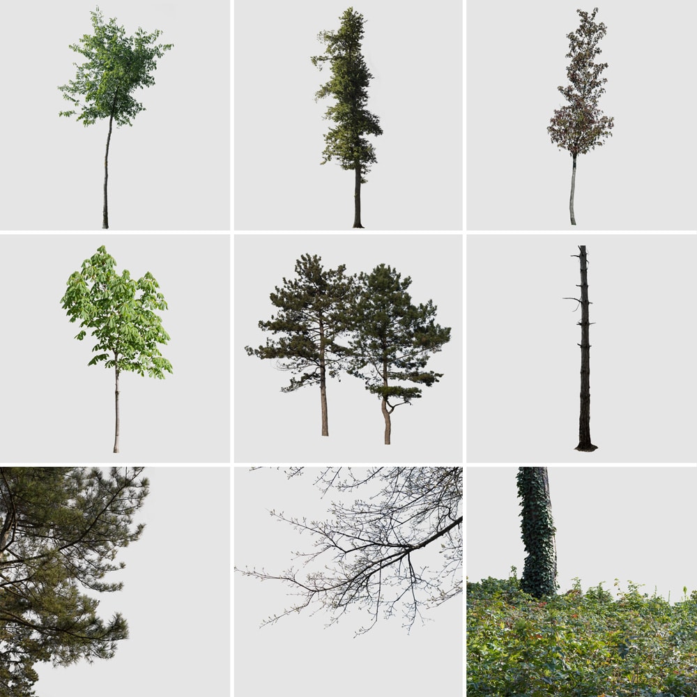 Download 10 Alberi In Png Da Usare In Photoshop 3dart